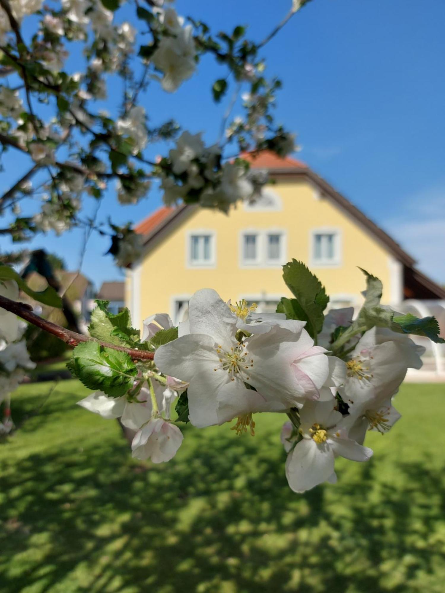 Gaestehaus Familie Trachsler Hotel Rohrendorf bei Krems ภายนอก รูปภาพ