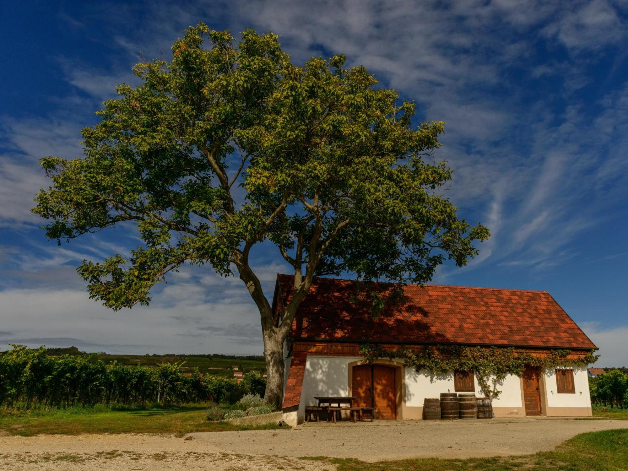 Gaestehaus Familie Trachsler Hotel Rohrendorf bei Krems ภายนอก รูปภาพ