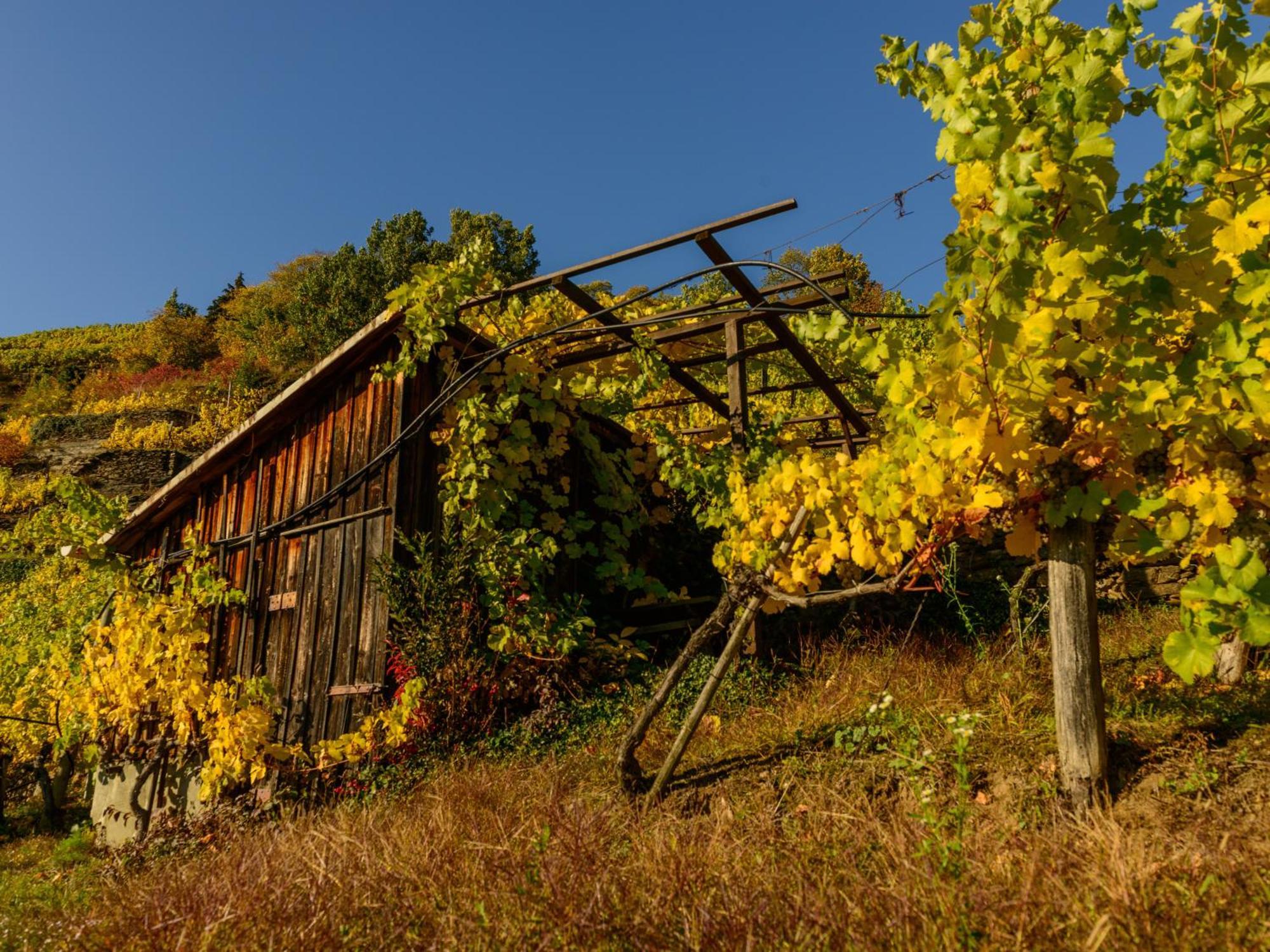 Gaestehaus Familie Trachsler Hotel Rohrendorf bei Krems ภายนอก รูปภาพ